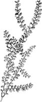 PLF020F.TIF