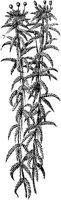 PLF020D.TIF