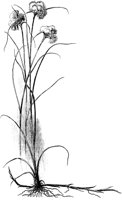 PLF019G.TIF