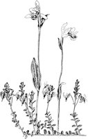 PLF019E.TIF