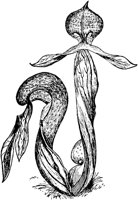 PLF019D.TIF