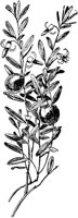 PLF019C.TIF