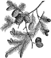PLF018D.TIF