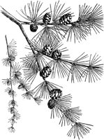 PLF018A.TIF