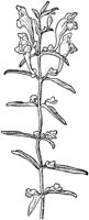 PLF017D.TIF