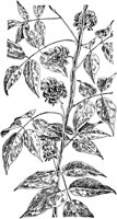 PLF017C.TIF