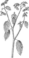 PLF017A.TIF