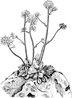PLF016E.TIF