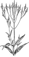 PLF016D.TIF