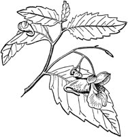 PLF016A.TIF