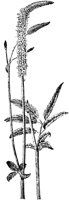 PLF015D.TIF