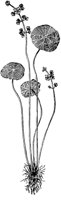 PLF015C.TIF