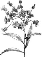 PLF015A.TIF