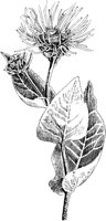 PLF014C.TIF