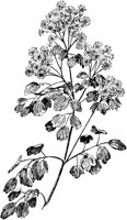 PLF014A.TIF