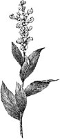PLF013F.TIF