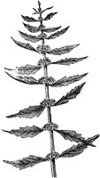 PLF013D.TIF