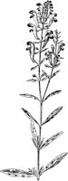 PLF013C.TIF
