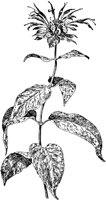 PLF013B.TIF