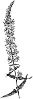 PLF012B.TIF
