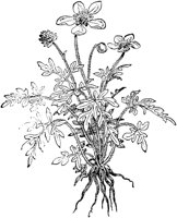 PLF011F.TIF