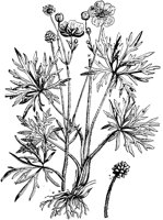 PLF011E.TIF