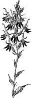 PLF011D.TIF