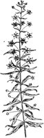 PLF011A.TIF