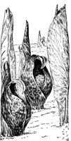 PLF010D.TIF