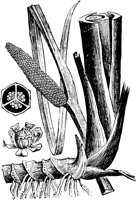 PLF010B.TIF