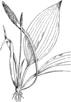 PLF010A.TIF