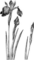 PLF009E.TIF