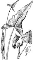 PLF009D.TIF