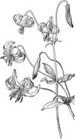 PLF009C.TIF