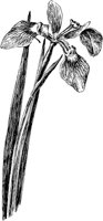 PLF009A.TIF