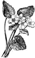 PLF008G.TIF