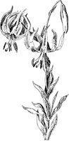 PLF008C.TIF