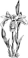 PLF008A.TIF