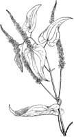 PLF007E.TIF