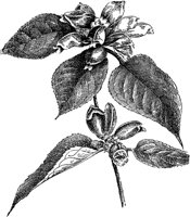 PLF007D.TIF
