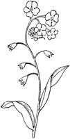 PLF007C.TIF