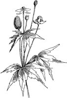 PLF007A.TIF