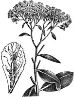 PLF006D.TIF