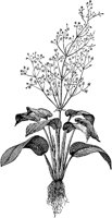 PLF006A.TIF