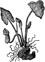 PLF005E.TIF