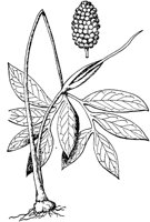 PLF005D.TIF