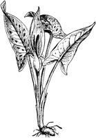 PLF005C.TIF