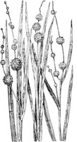 PLF005B.TIF