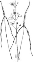 PLF005A.TIF