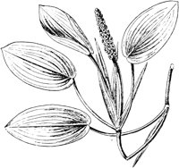 PLF004B.TIF